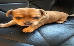 Chorkie dogs for sale: Chorkie puppies girl and boy Ready for home now - Image 17