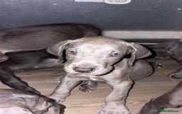 Great Dane dogs for sale: Great dane  - Image 11