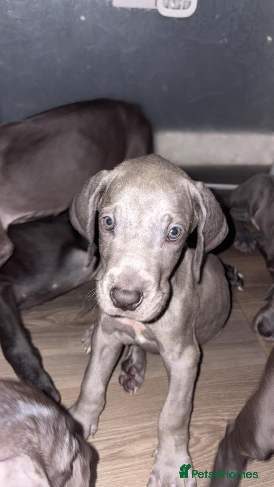 Great Dane dogs for sale: Great dane  - Image 11