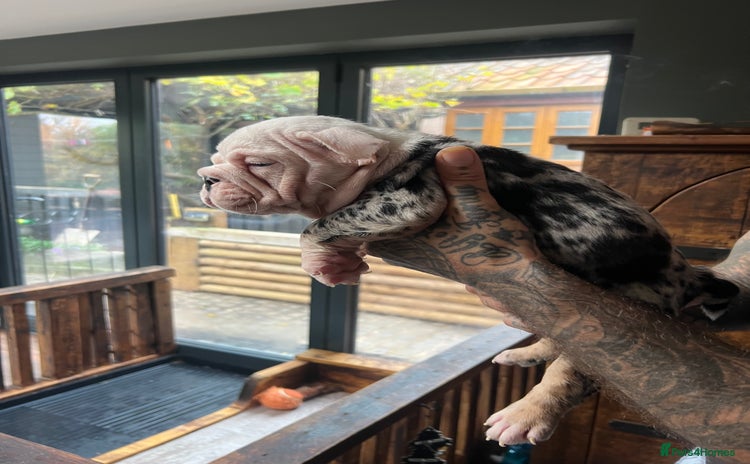 English Bulldog dogs Puppies  - Advert 8