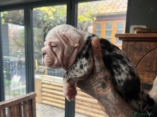 English Bulldog dogs Puppies - Advert 10