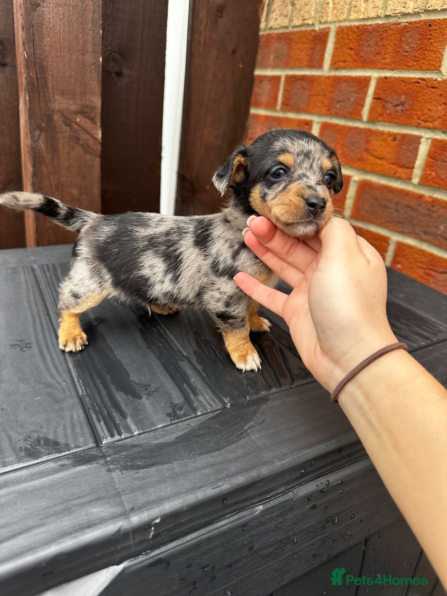 Dachshund dogs Jackshund puppies looking for a place to call home - Advert 2