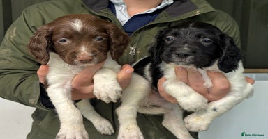 English Springer Spaniel dogs - Advert 16