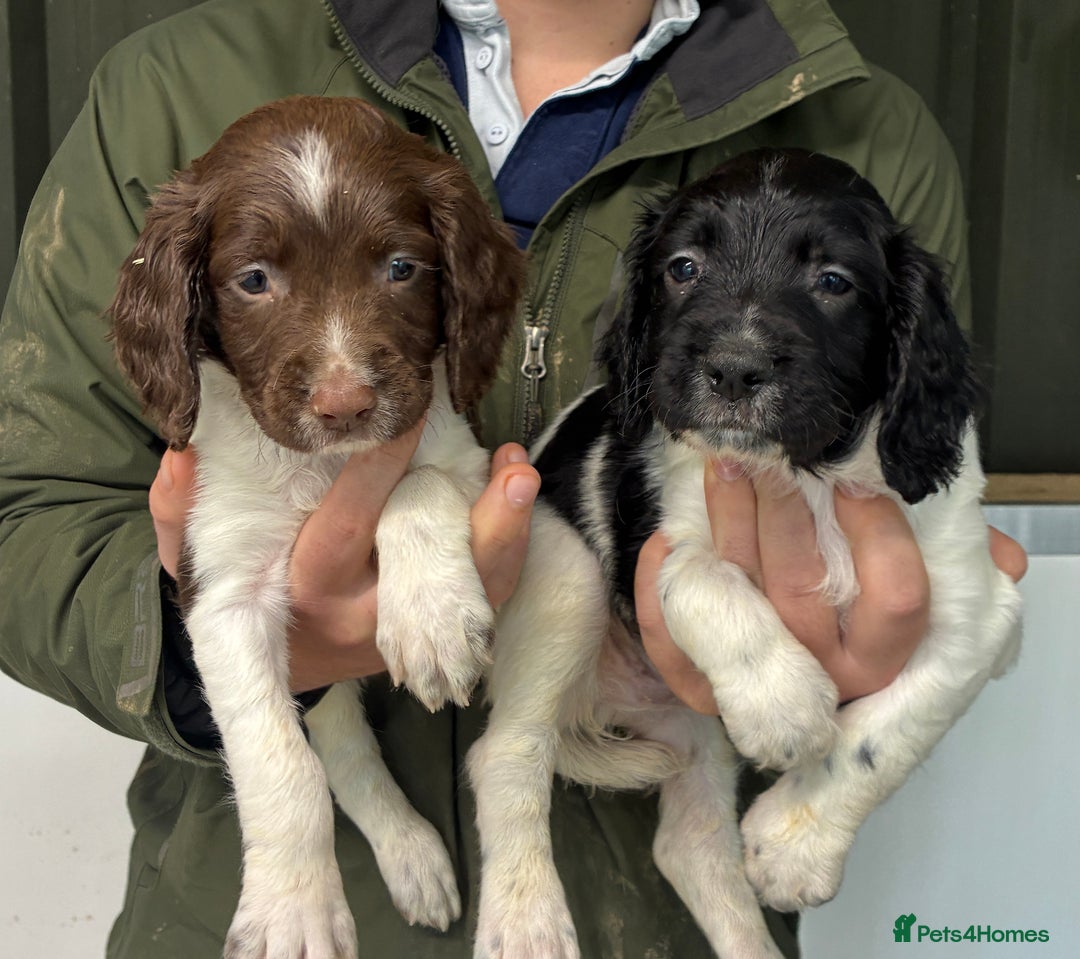 English Springer Spaniel dogs for sale: 5 Star Council Registered Breeder litter - Image 3