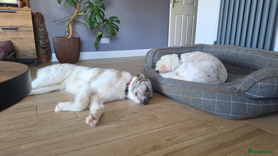 Mixed Breed dogs for adoption: Perfect PICKLE - Image 16