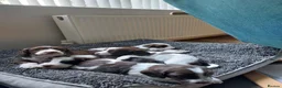 Mixed Breed dogs for sale: Gorgeous litter of baby Betty's  - Advert 6
