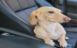 Miniature Dachshund dogs for stud: EXCEPTIONAL KC CREAM SMOOTH MINATURE DAXI STUD in Hinckley - Image 2