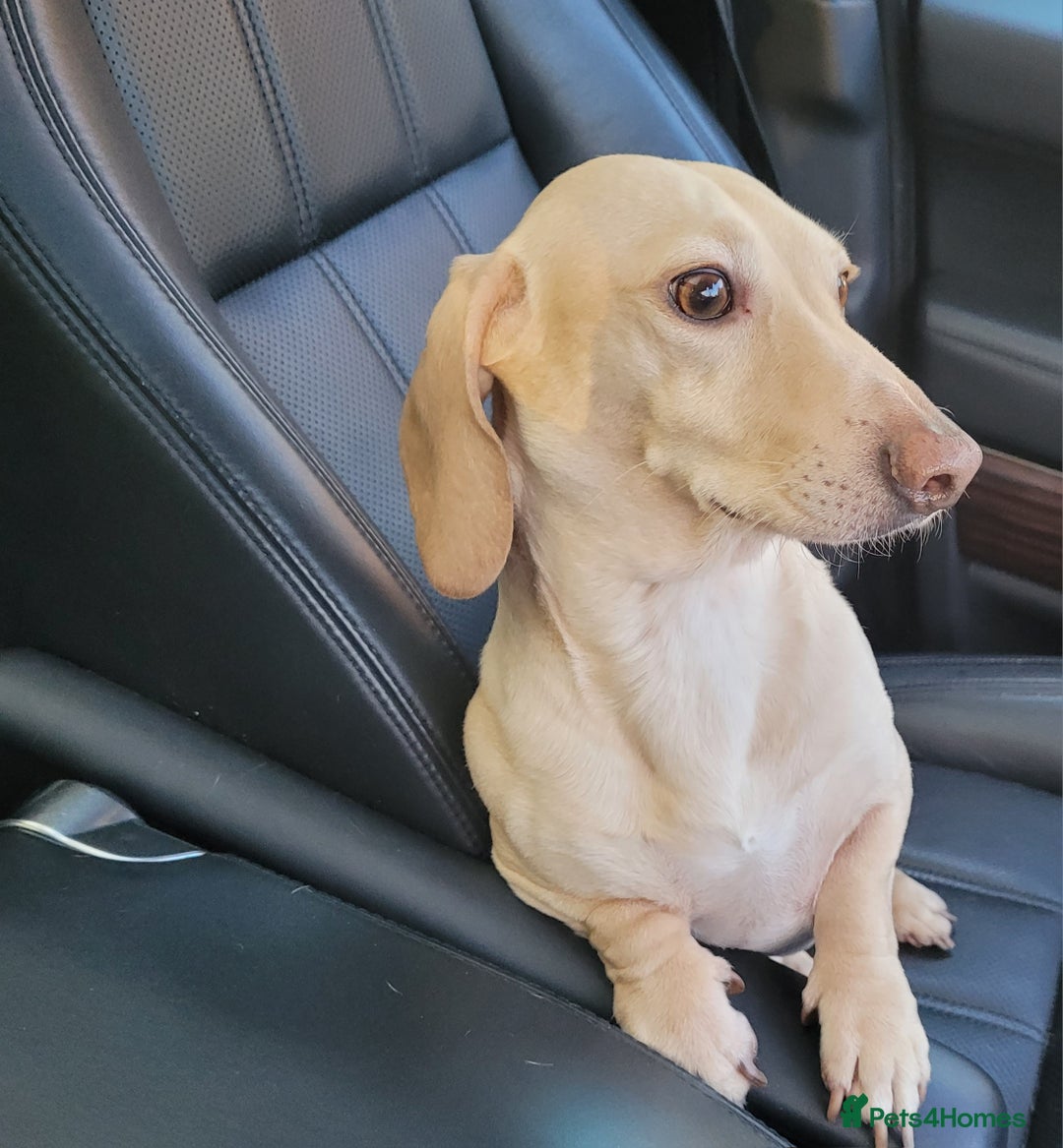 Miniature Dachshund dogs for stud: EXCEPTIONAL KC CREAM SMOOTH MINATURE DAXI STUD in Hinckley - Image 2