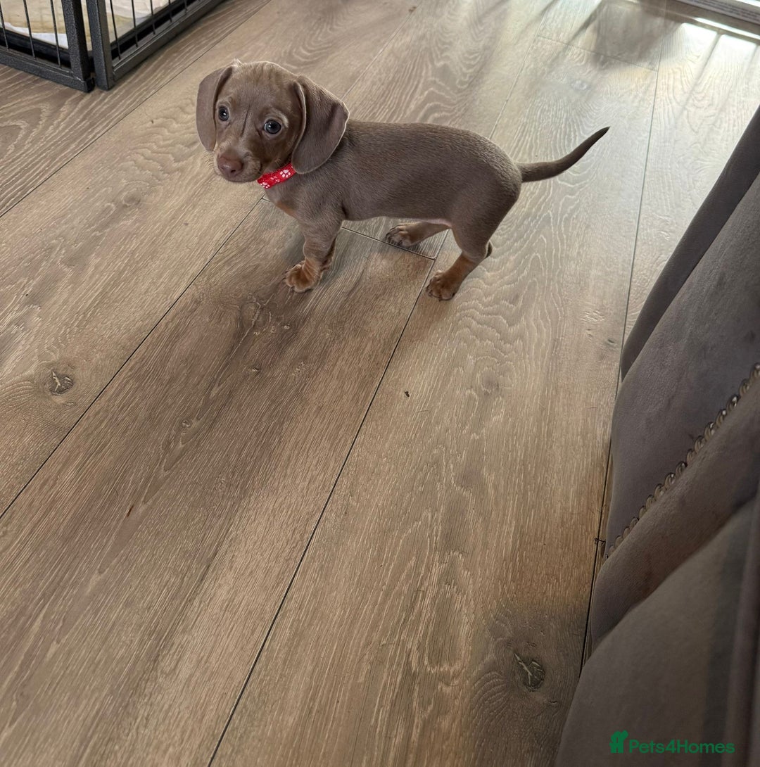Miniature Dachshund dogs for sale: 8 Week Old Miniature Dachshund Puppies - Image 16