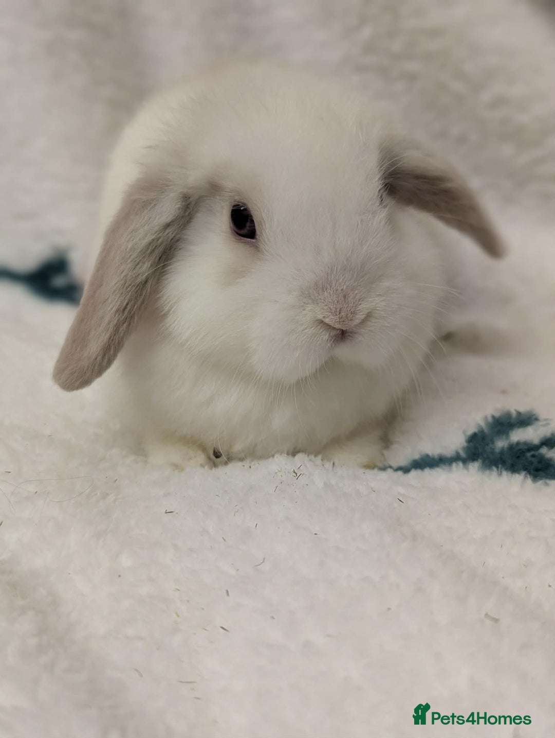 Mini Lop rabbits for sale: 2 beautiful male minilops  - Advert 5