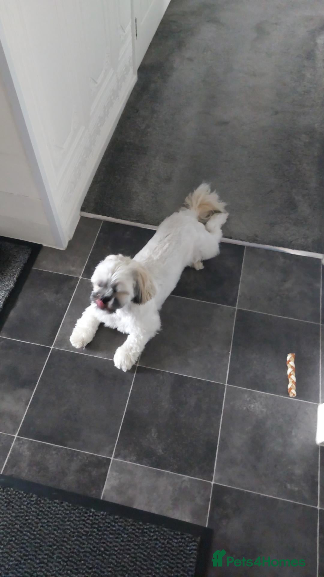 Shih Tzu dogs 2 yesr old female shihtzu  - Advert 6