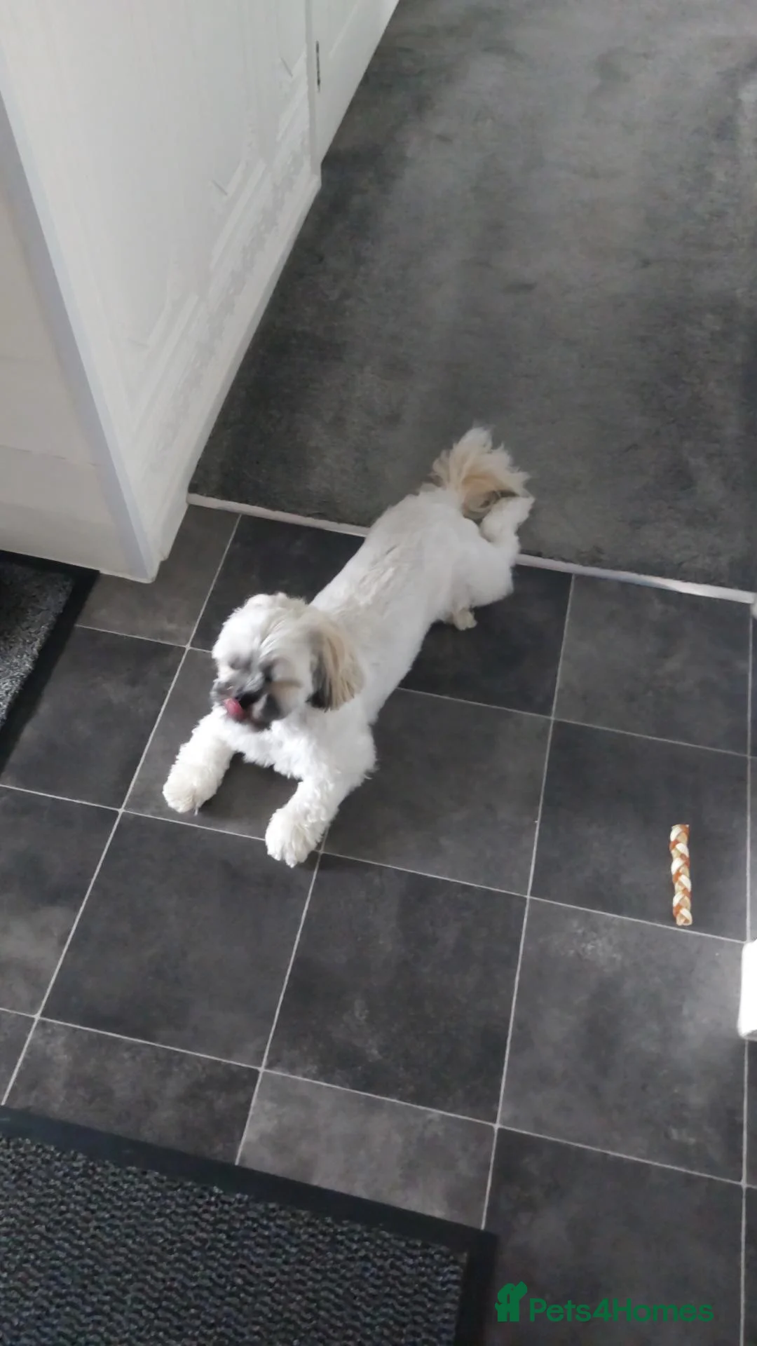 Shih Tzu dogs for sale: 2 yesr old female shihtzu  - Advert 1