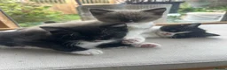 Mixed Breed cats for sale: Ragdoll/Persian - kittens  - Advert 11