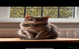 Bengal cats for sale: 6 year old bengal neutered male looking for home  - Image 4