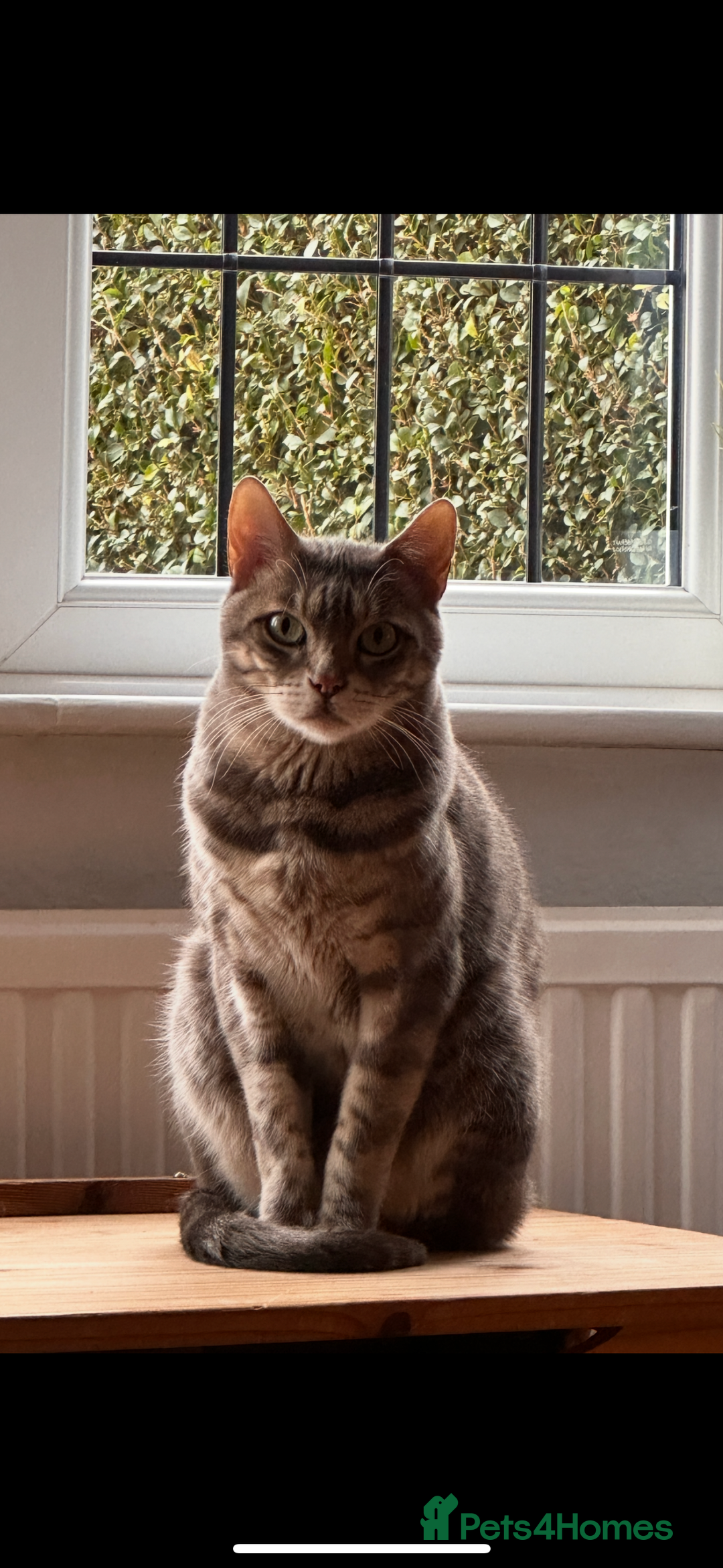 Bengal cats for sale: 6 year old bengal neutered male looking for home  - Image 4