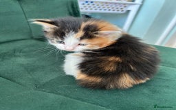 British Longhair cats for sale: Fluffy little angels  - Image 16