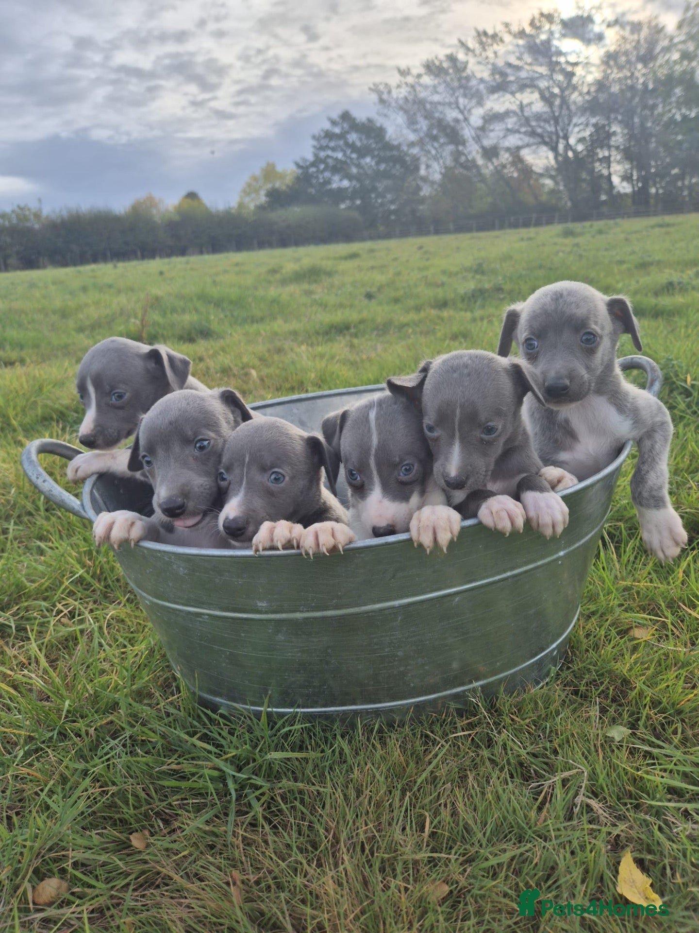 Whippet dogs Whippet pups - Advert 2