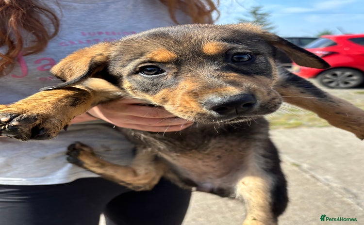 Mixed Breed dogs - Advert 12