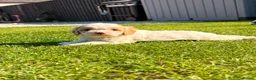 Cavapoo dogs for sale: Stunning Cavapoo Puppies  - Advert 16
