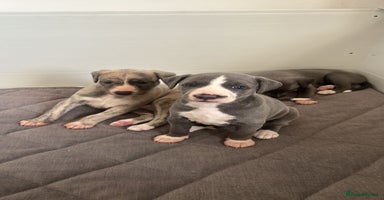 Whippet dogs - Advert 10