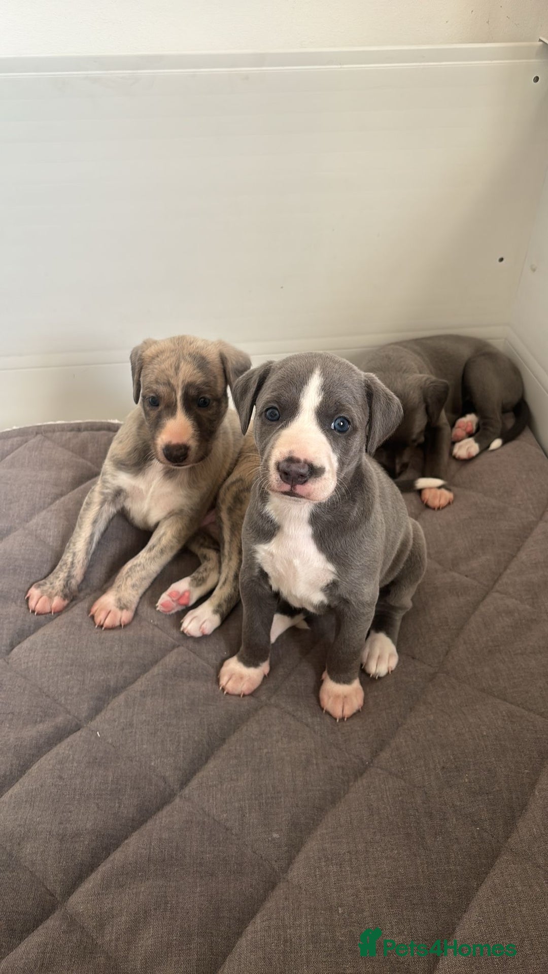 Whippet dogs for sale: Fawn Bedlington Whippet puppy - Image 2