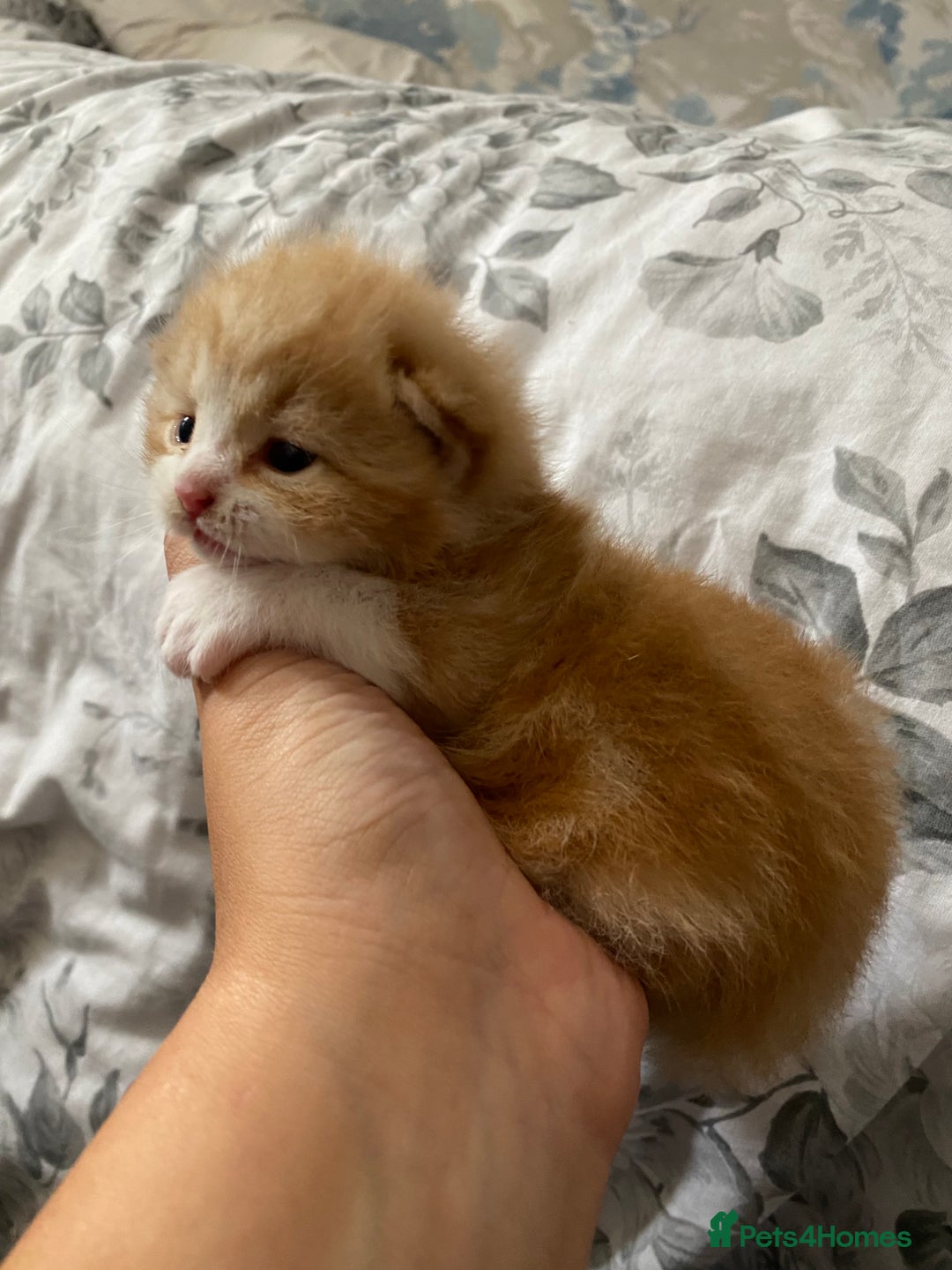 British Shorthair cats for sale: Rare red girls and red boys very docile  - Image 1