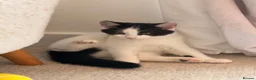 Mixed Breed cats for sale: Sisters available for adoption  in Reading - Advert 7