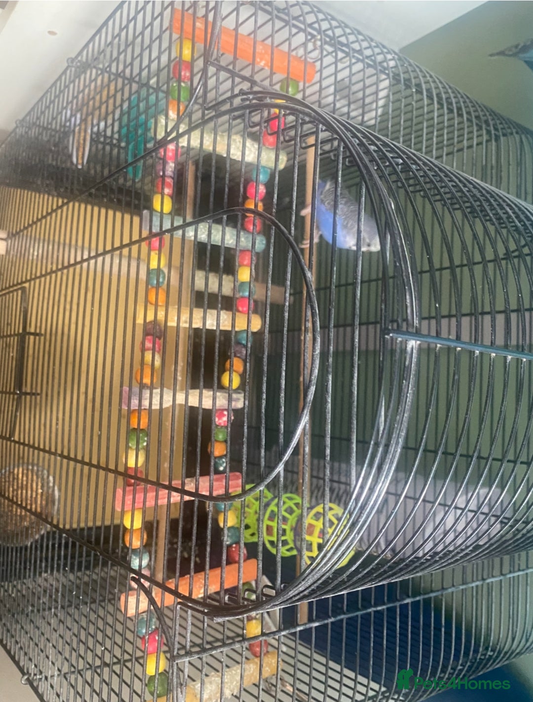 Budgerigars birds for sale: Willow. Male budgie. With cage. 3 years old.  - Image 13