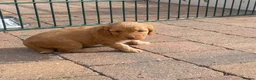 Cockapoo dogs for sale: Cockapoo puppies  - Advert 14