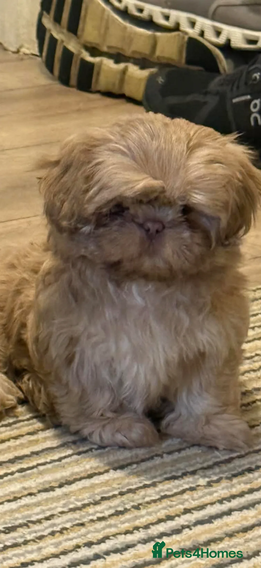 Shih Tzu dogs for sale: Two girl Shitzsu  - Advert 2