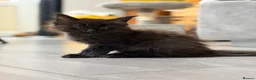 Maine Coon cats for sale: ❤️ Maine Coon kittens TICA registered ❤️ - Advert 4