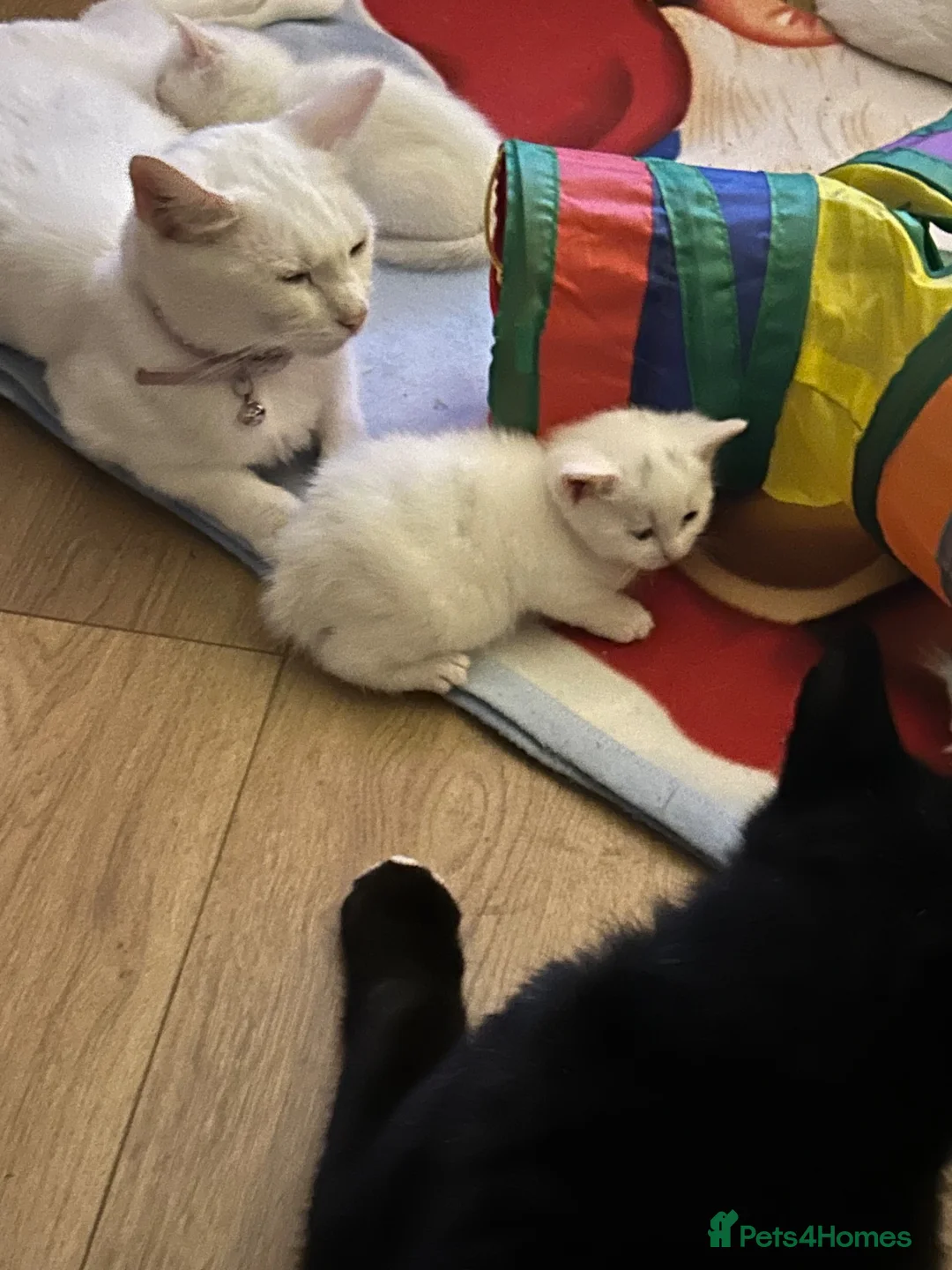 British Shorthair cats for sale: British white shorthair kittens  in Perth - Advert 2