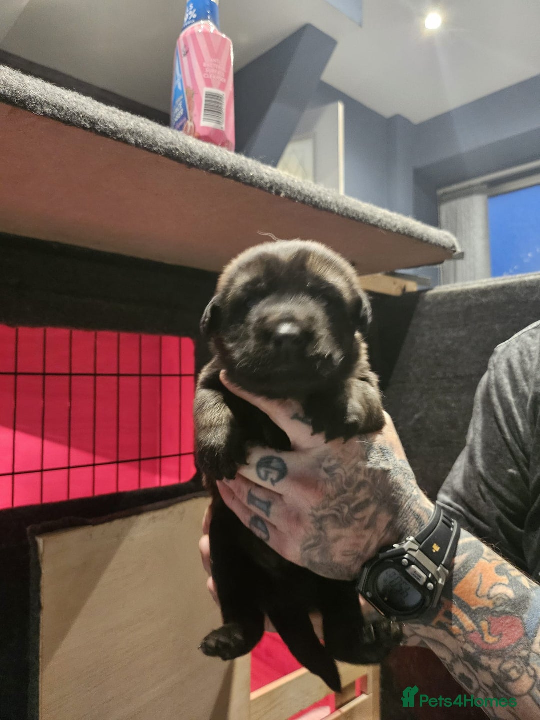 Belgian Shepherd Dog dogs for sale: Belgian Malinois Puppies for Sale 9 available - Advert 4