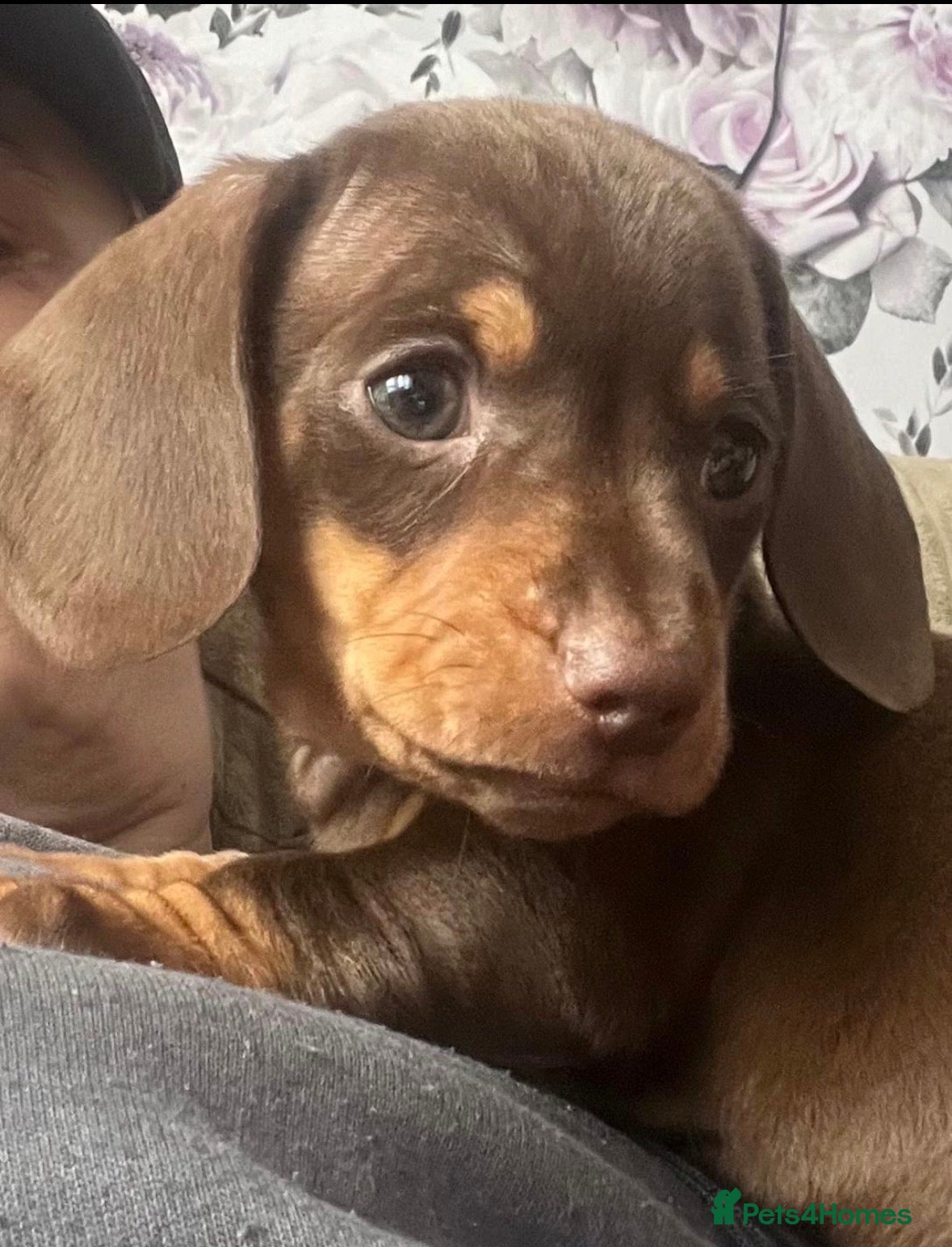 Miniature Dachshund dogs Miniature Dachshund ( Girl ) - Advert 1