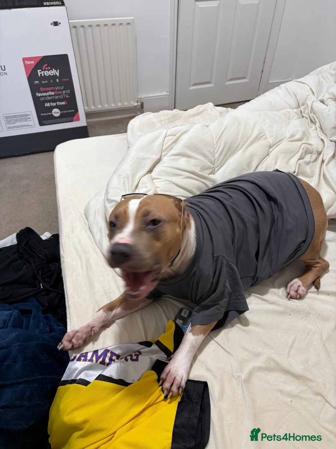 American Bull Staffy dogs for sale: Female American Staffordshire terrier  - Advert 4