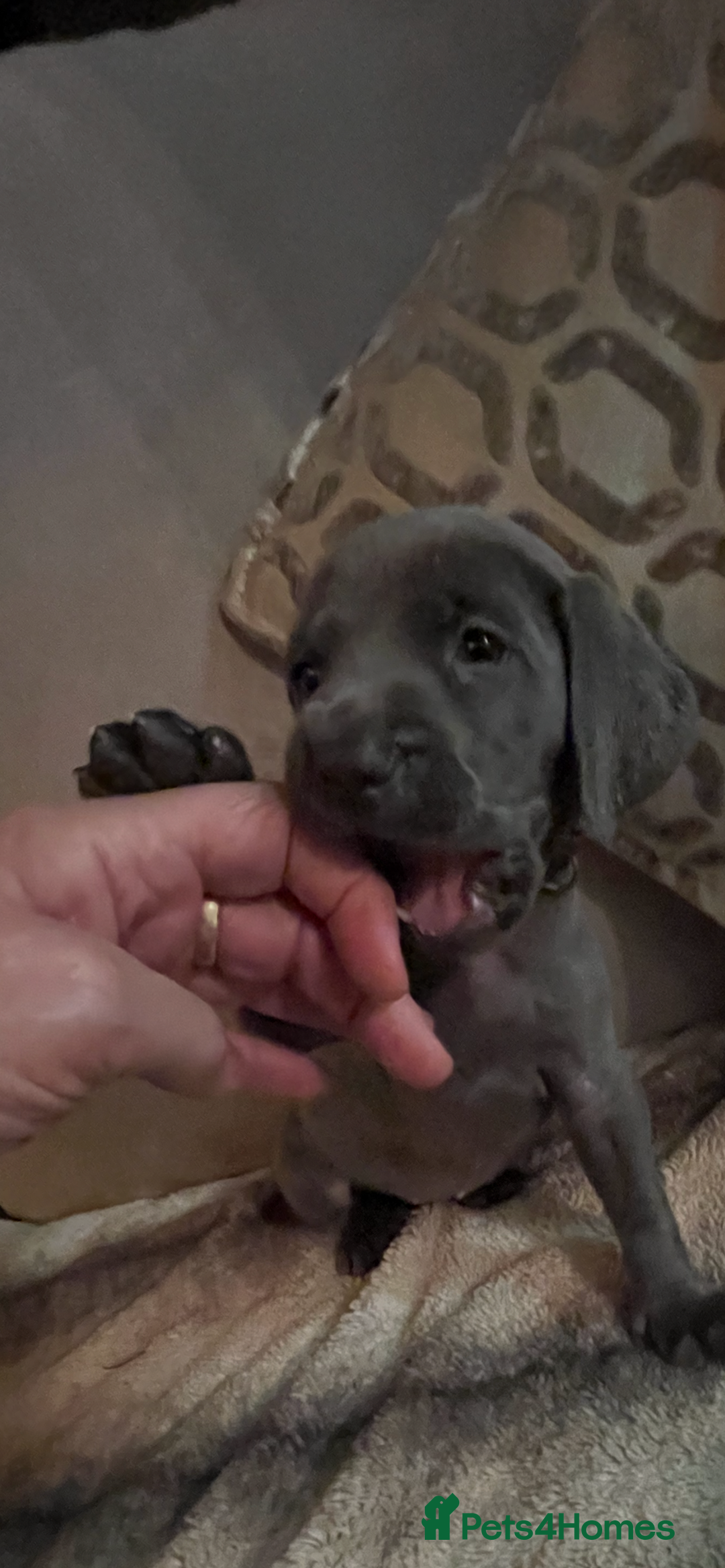 Weimaraner dogs for sale: Wiemaraner puppies - Advert 2