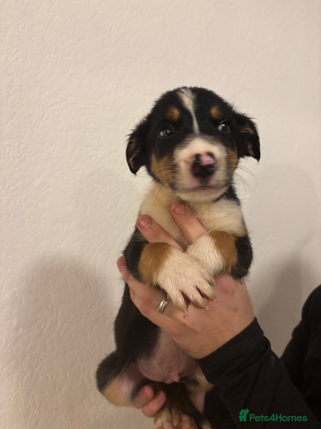 Border Collie dogs for sale: Border collie puppies for sale  - Image 10