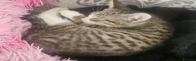Mixed Breed Kitten 1