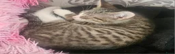 Mixed Breed cats for sale: 2 male and 2 femail kittens  - Advert 5