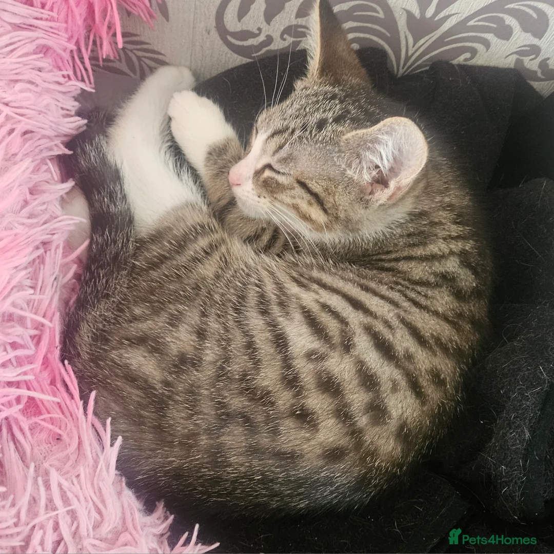 Mixed Breed cats for sale: 2 male and 2 femail kittens  - Advert 5