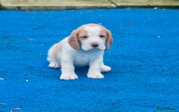 Beagle dogs for sale: 2 Kennel Club Reg TAN & WHITE BEAGLE BOYS - Image 2