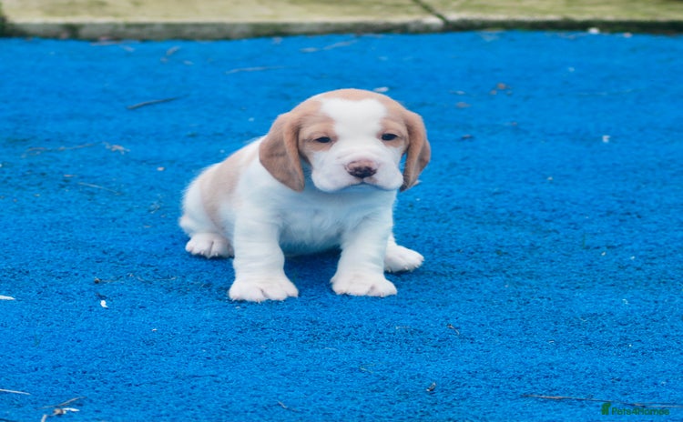Beagle dogs - Advert 2