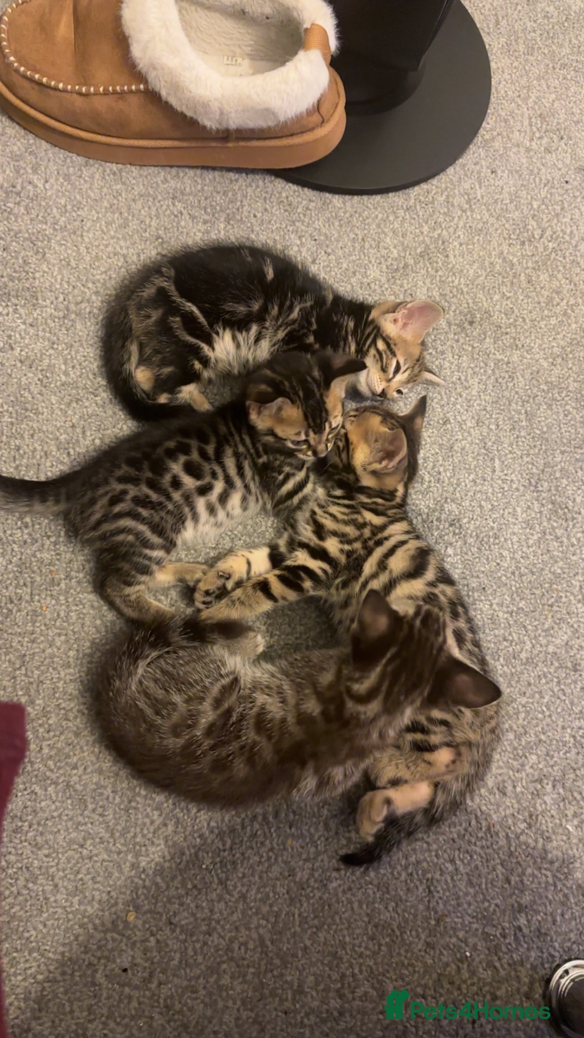 Bengal cats Bengal kittens  - Advert 1