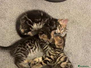 Bengal cats Bengal kittens - Advert 1