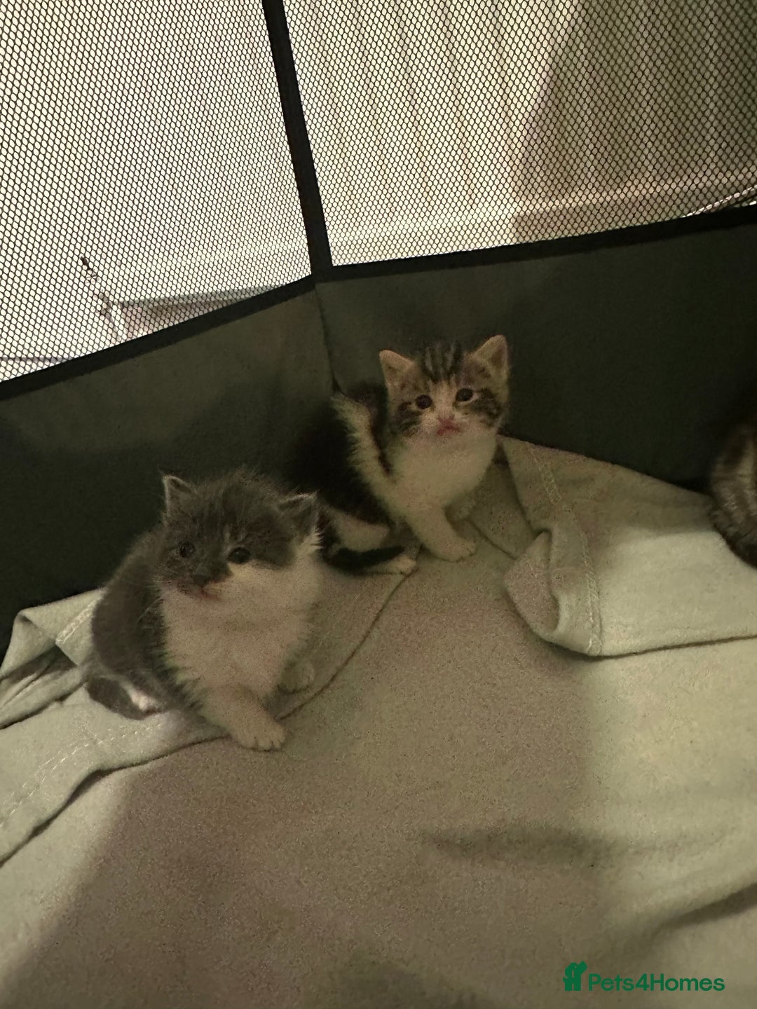 Mixed Breed cats for sale: 2 little girl kittens🩷 - Advert 4