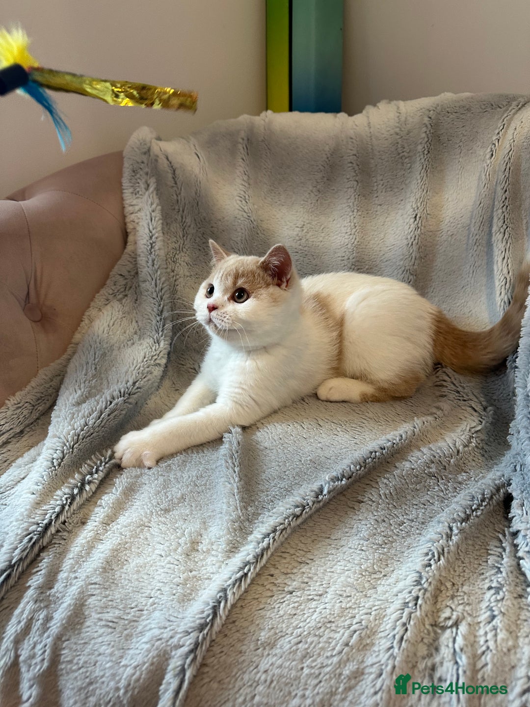 British Shorthair cats for sale: Excellent type Cream & white BSH boy  - Image 4