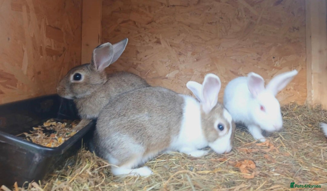 Mixed Breed rabbits for sale: Rabbit  - Image 4