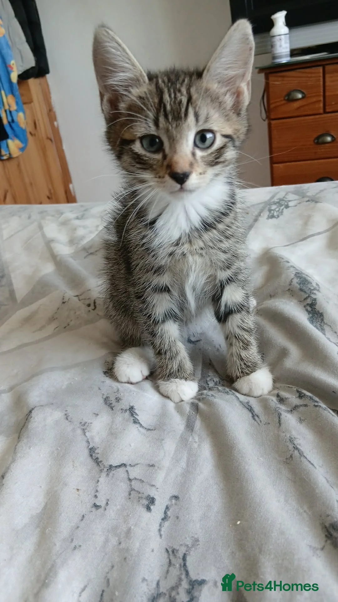 Mixed Breed cats for sale: 5 beautiful kittens - Advert 6