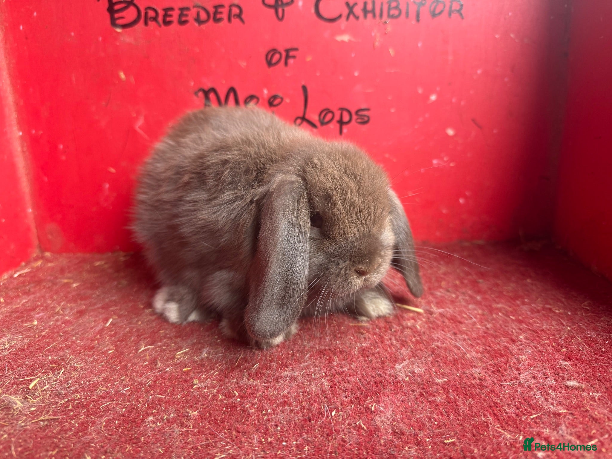 Mini Lop rabbits Beautiful mini lop babies ready now  - Advert 2