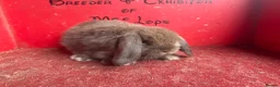 Mini Lop rabbits for sale: Beautiful mini lop babies ready now  - Advert 2
